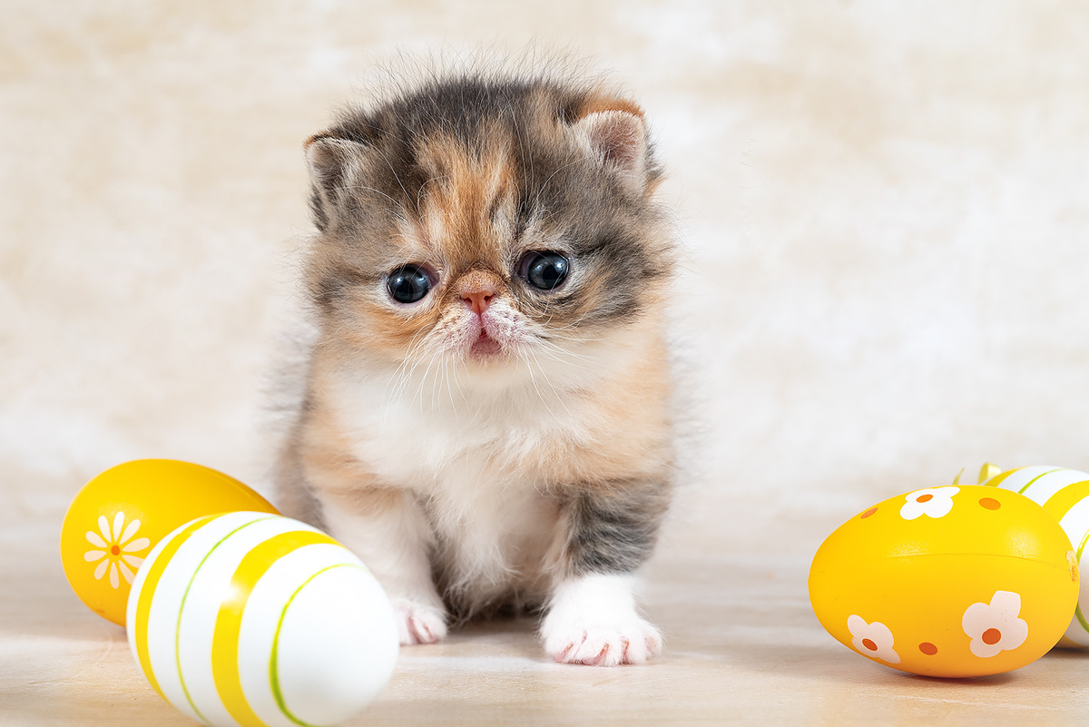 Кошечка персидской породы, питомник Black Pearls