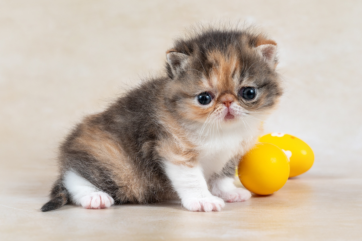 Кошечка персидской породы, питомник Black Pearls