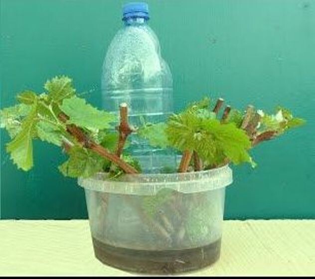 Окоренение с автополивом