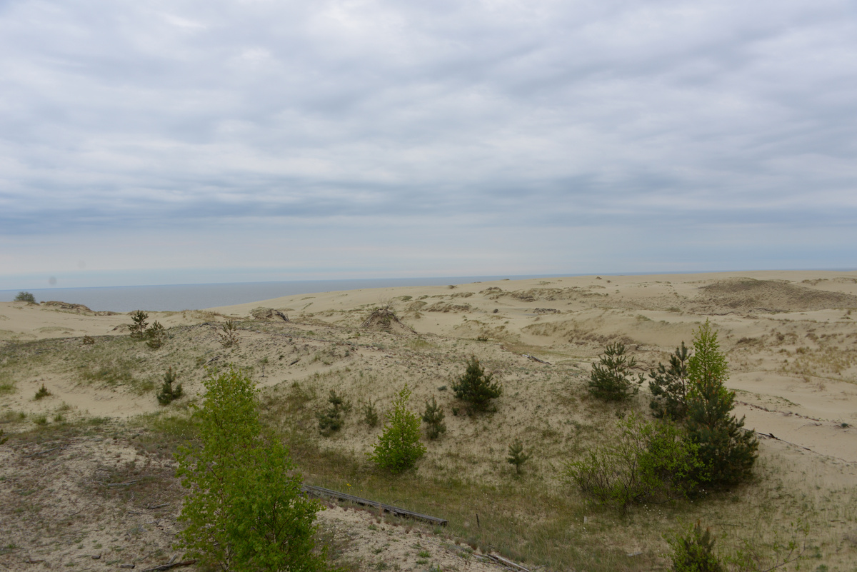 Деревья высаживают в песок, чтобы остановить движение дюны. Фото: Ирилес с сайта https://commons.wikimedia.org/