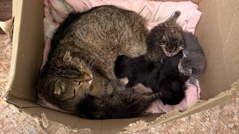 3 мамы и 20 новорождённых котят выбросили в коробах на улицу