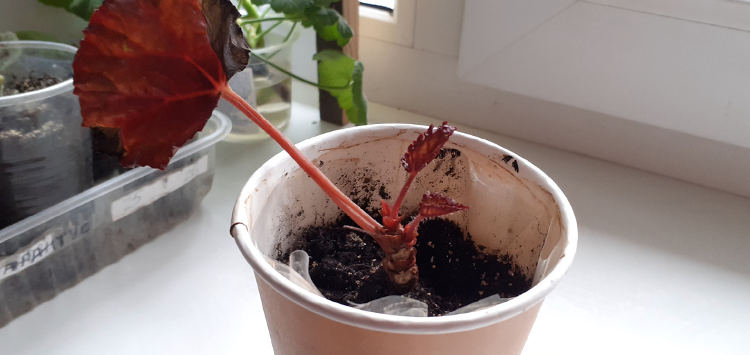 БЕГОНИЯ КОРОЛЕВСКАЯ И ЕЕ ДЕТКИ.