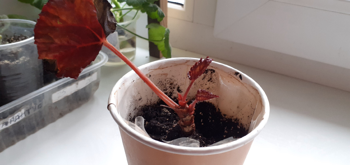 Листочки появились.