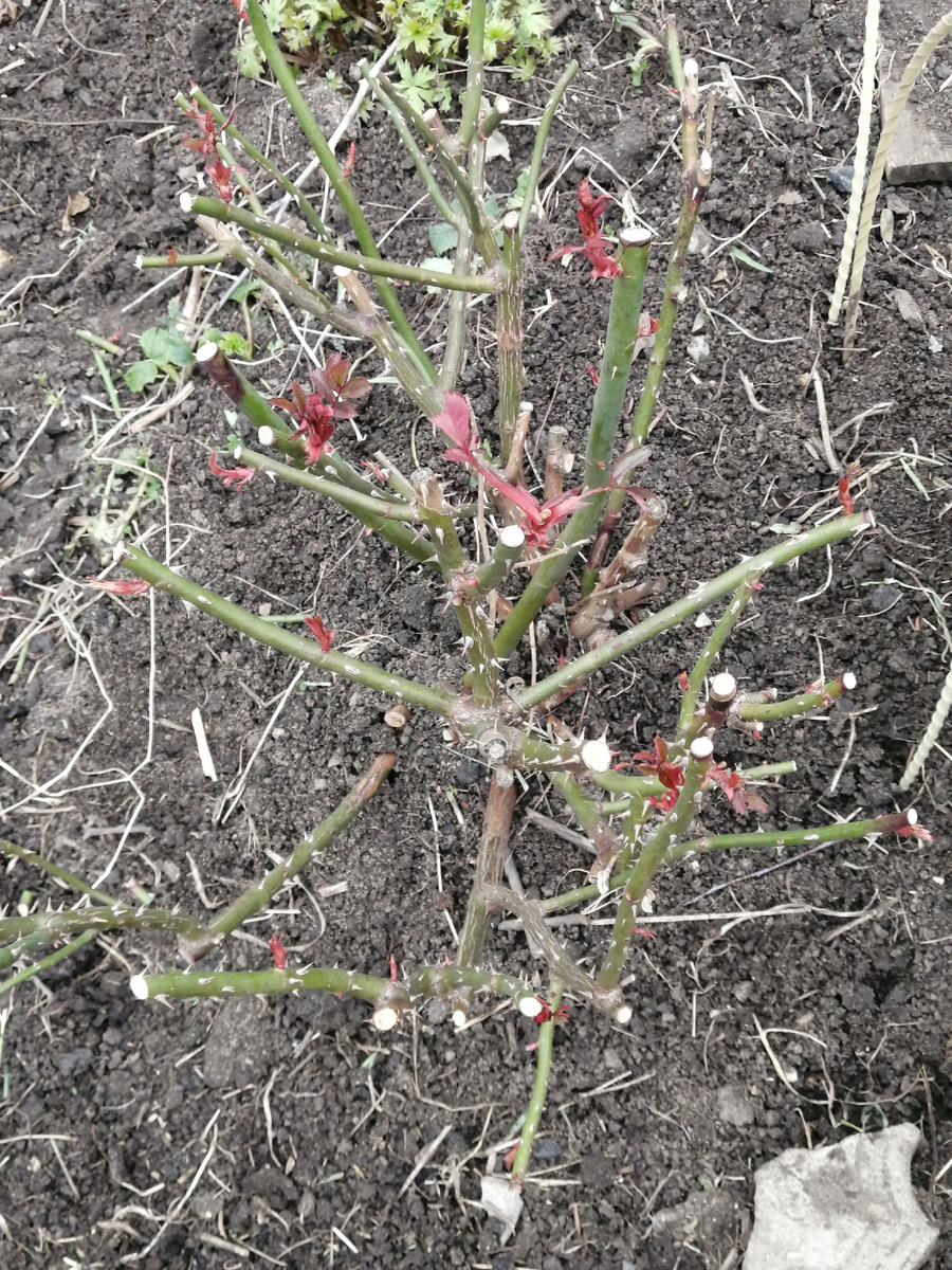 Фото автора. 12.04.2026г.