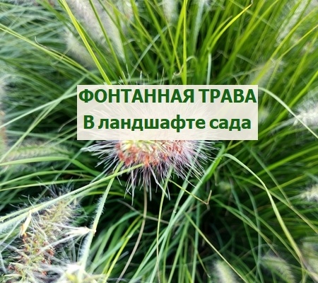 фонтанная трава в ландшафте
