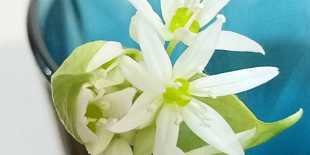 Лук медвежий, он же черемша, он же колбА, он же дикий чеснок...