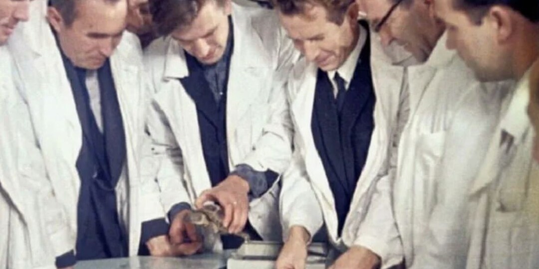 Хитрее Лайки и тише воды: кто первым облетел Луну и вернулся