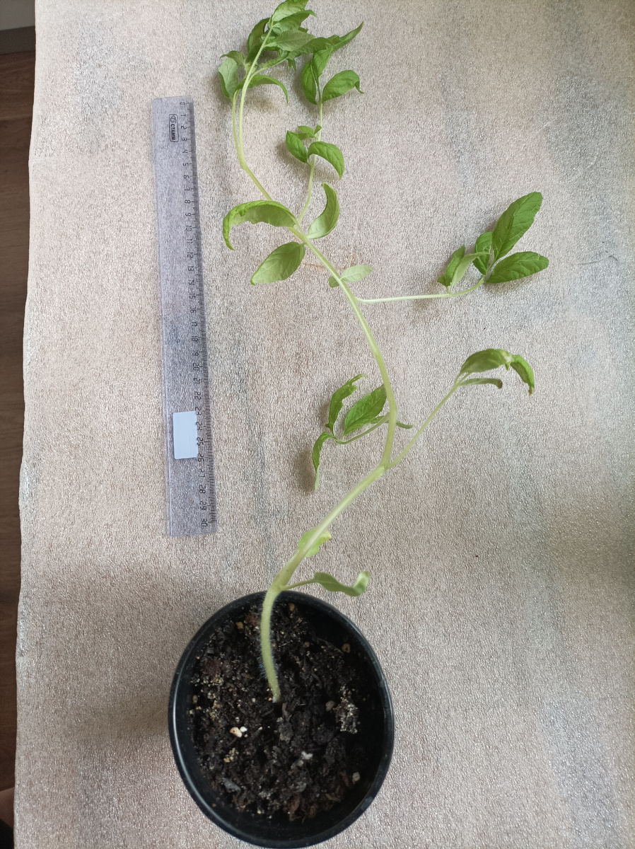 Вытянувшаяся рассада помидор на 12 апреля 2026г. длиной 50см, толщиной 3-4 мм. К моменту высадки в грунт достигнет высоты 60-70см.