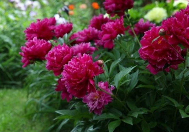 Как правильно посадить пионы весной: пошаговое руководство