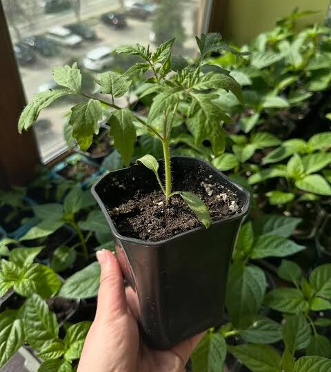 А вы чем кормите рассаду томатов?