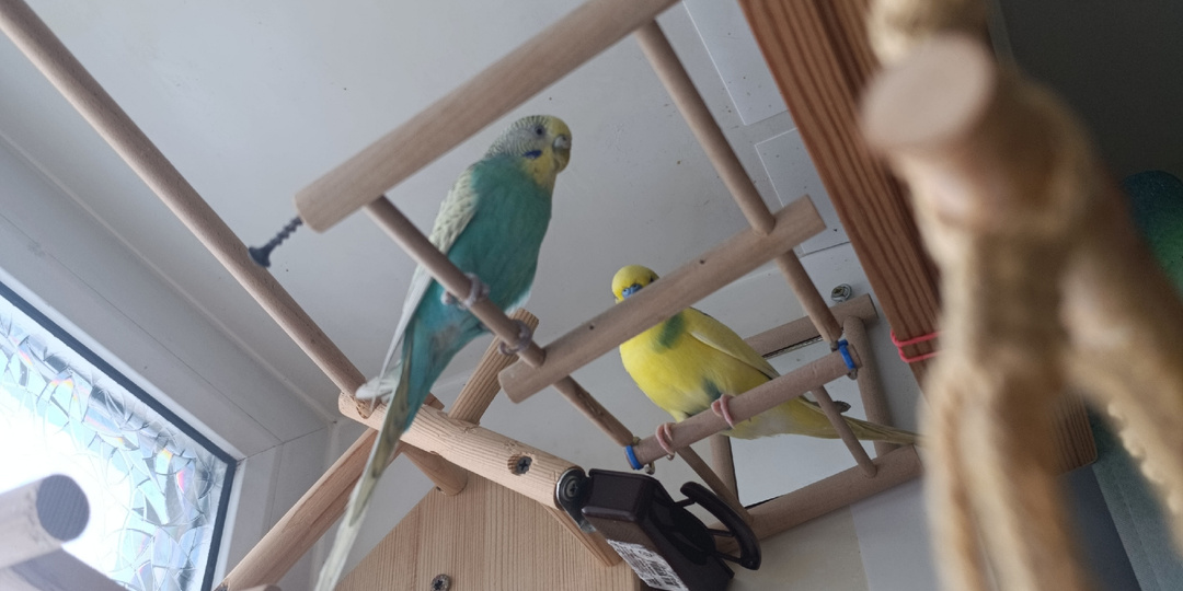 Почему лучше не заводить одного волнистого попугая