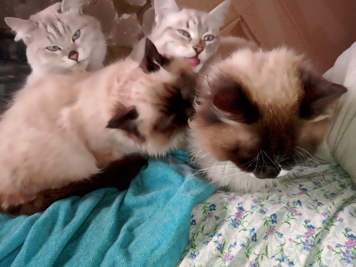 Тихон моет папу Барсика, Ляля моет брата Тихона, на все косоглазо взирает их бабушка Ума (слева вверху)