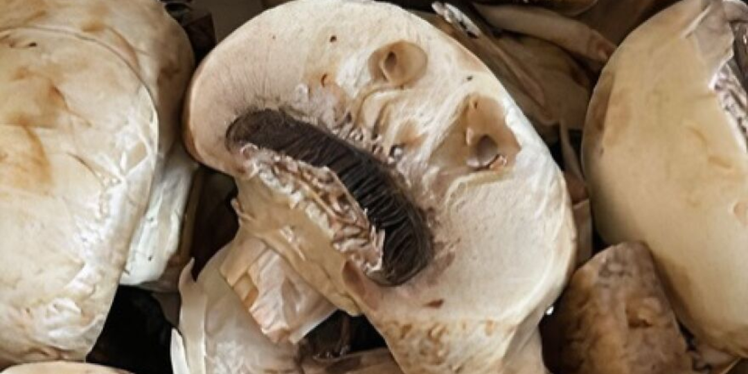 15 случаев, когда гриб смотрел на вас более осмысленно, чем ваш начальник: что такое парейдолия