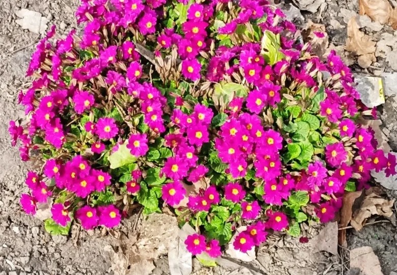 Экономный марафон.Несбывшаяся жизнь. Тарелочки.