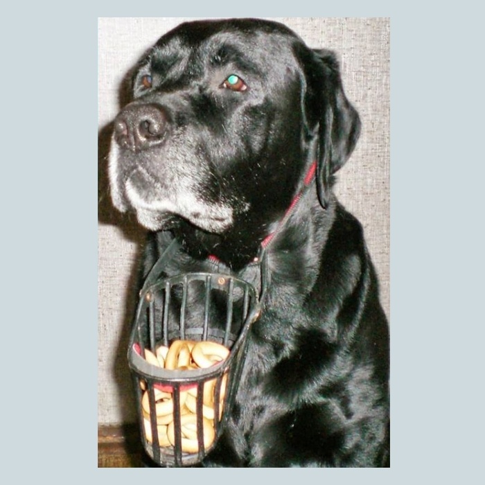 Мой лабрадор Яша