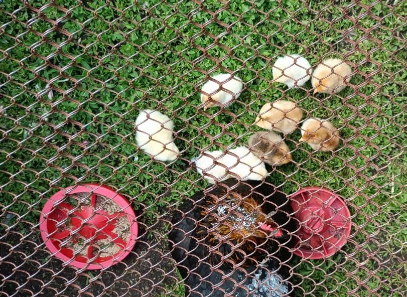     Себеш һайлаусыларға файҙалы кәңәштәр