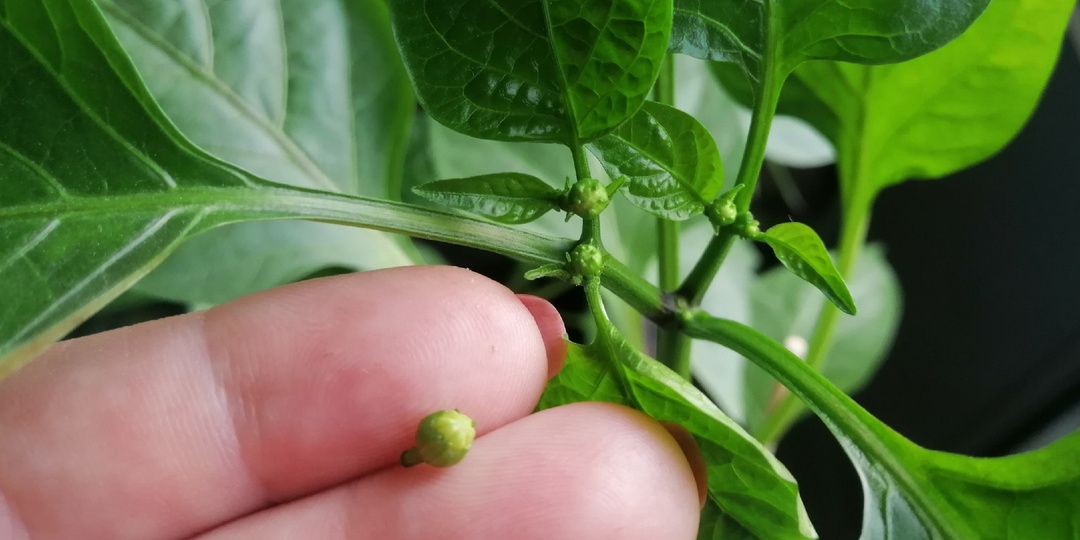 Обрываю коронный цветок перца 3 года подряд: вот что изменилось на грядке