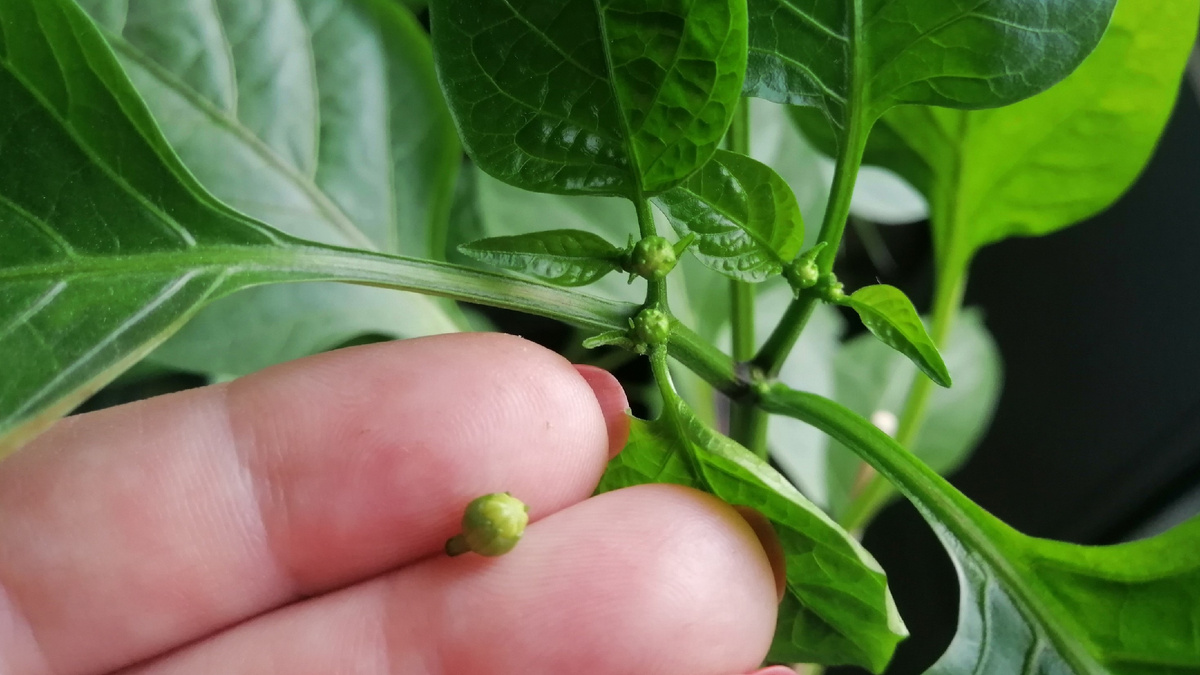 Вот он — коронный цветок перца. Появляется в развилке первым