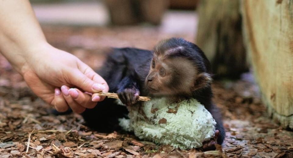 Глава зоопарка Итикава: популярность Панча привела к стрессу макак