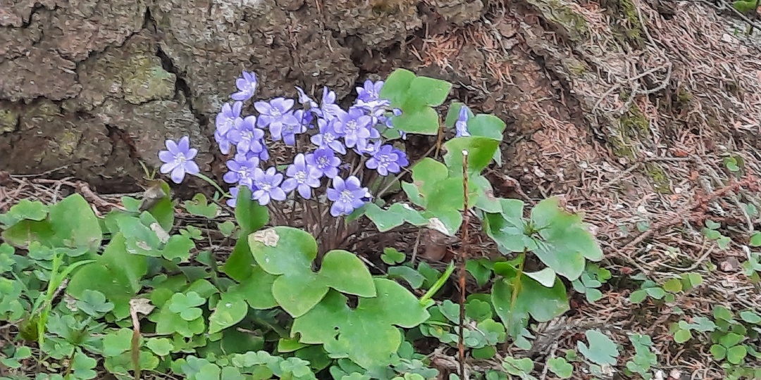 Весенний микс, неожиданный