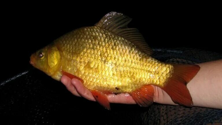 Серебряный карась 