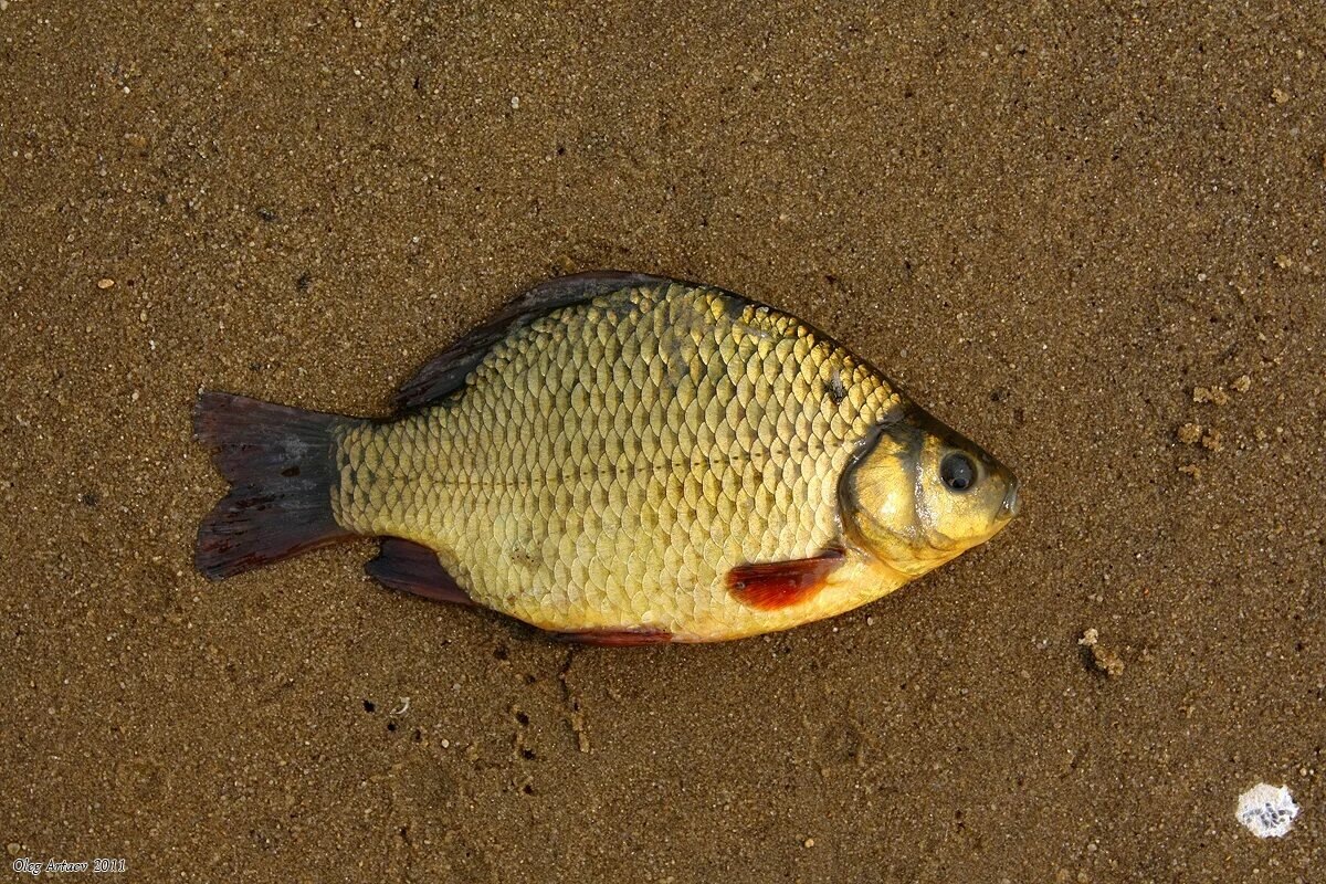 Золотой карась