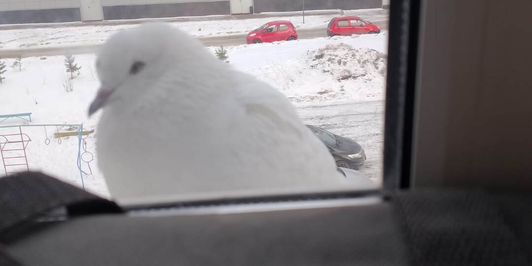 Голуби и... любовь