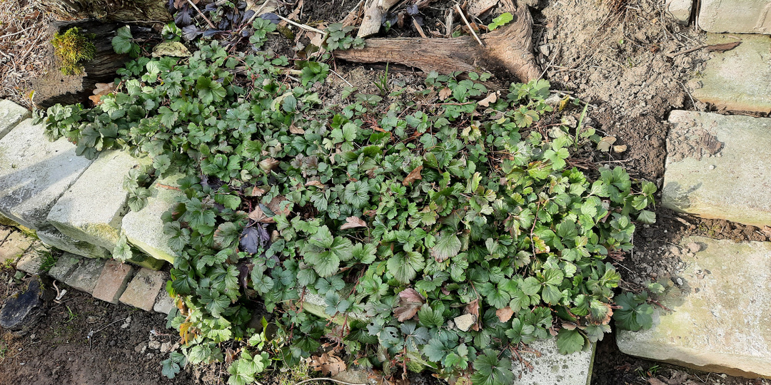 Апрельская прелюдия почвопокровников