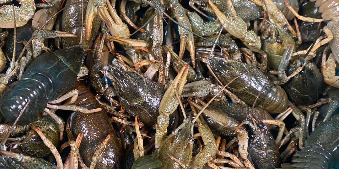 Рынок переживает слишком тяжелый период , покупаю дешевый товар