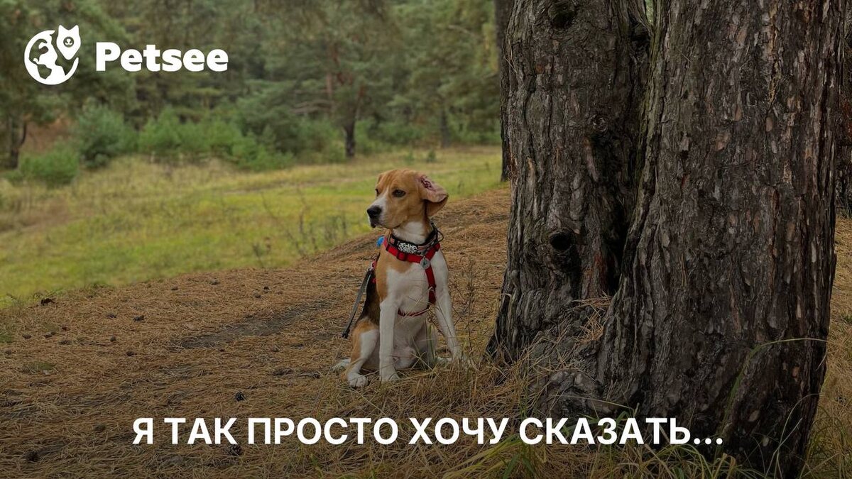 Он только что гулял, а дома наделал лужу! Это не вредность!