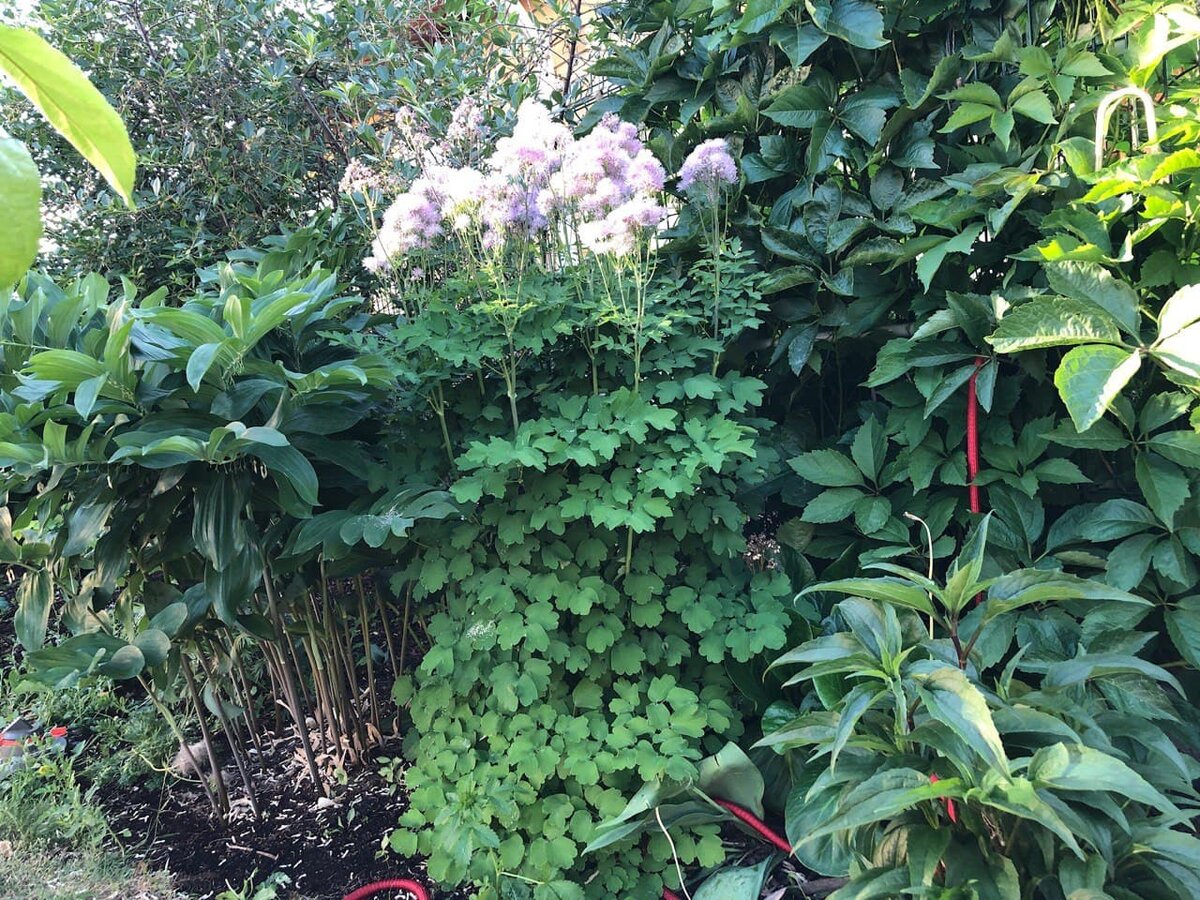 Сегодня, в качестве иллюстраций будут просто виды моего сада.