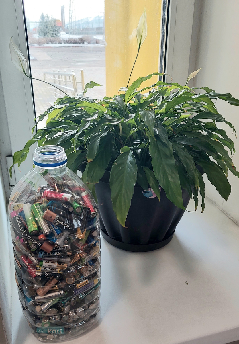 Замечательный спатифиллум.