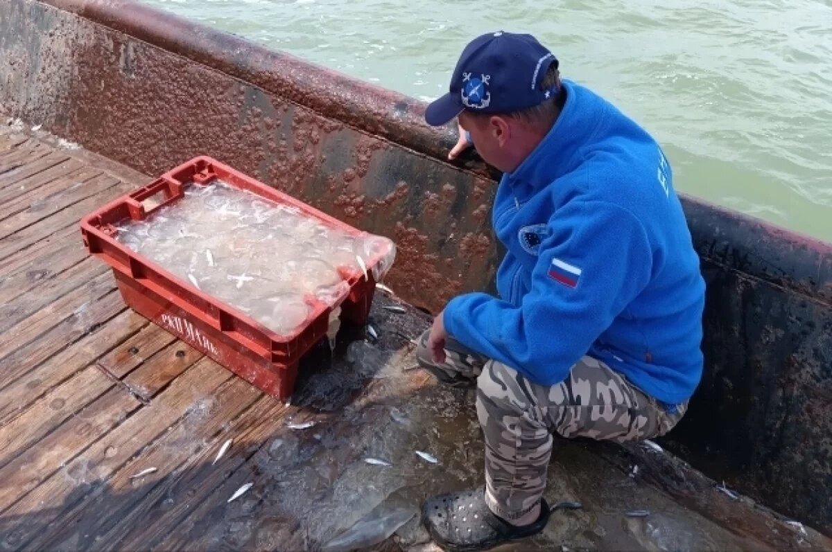    Медузы и гребневики ставят под угрозу прибыльность азовского промысла хамсы