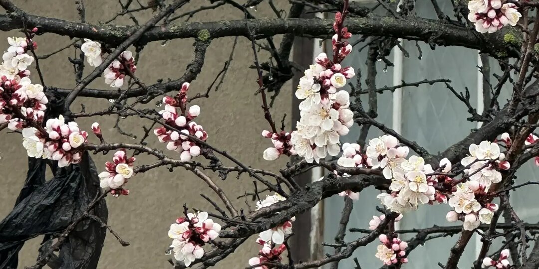 Погода в Ессентуках в апреле — это как обещание праздника, которое постоянно переносят: вроде бы весна, но ощущение, что всё ещё в ожидании