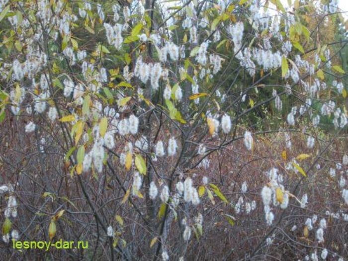 Ива пятитычинковая поздней осенью (фото с блога "Лесная кладовая")