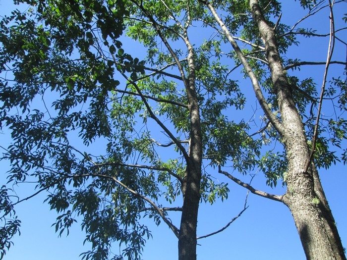 Древесная форма ивы пятитычинковой (фото из архива автора)