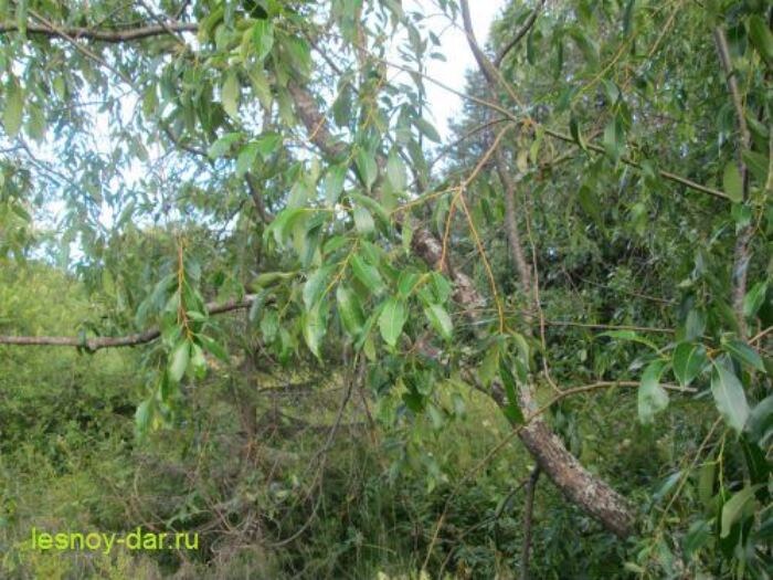 Ива пятитычинковая - кустарник (фото с блога "Лесная кладовая")