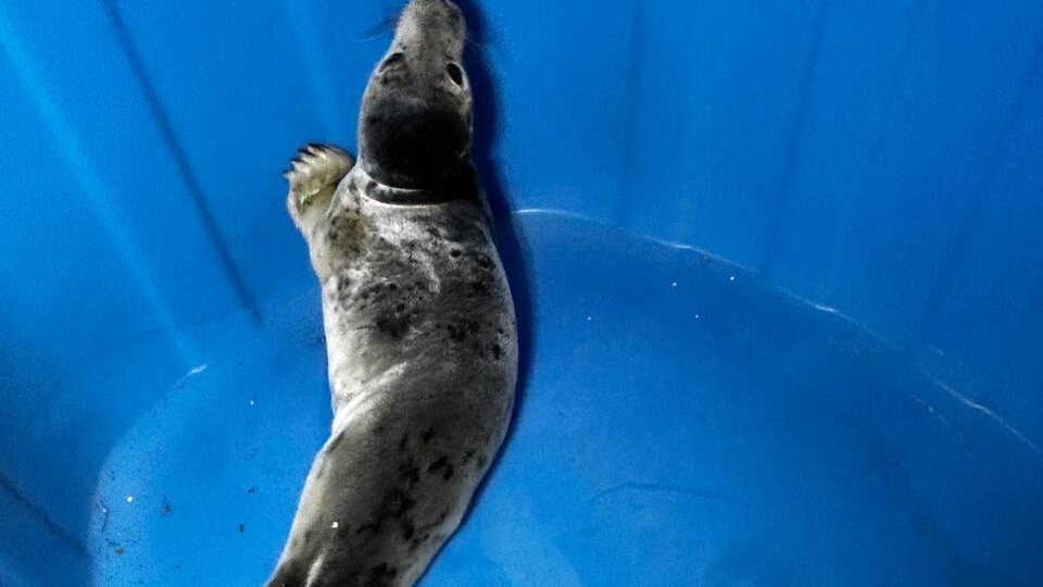 Худого и обезвоженного «пасхального тюлененка» спасли в Петербурге