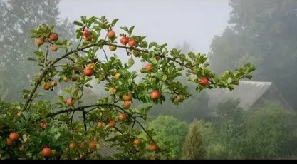 Наливается хурма