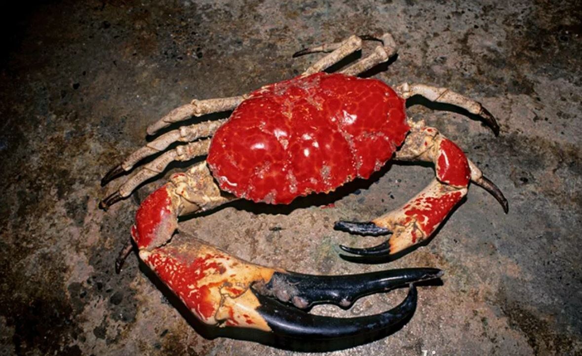 Тасманийский гигантский краб