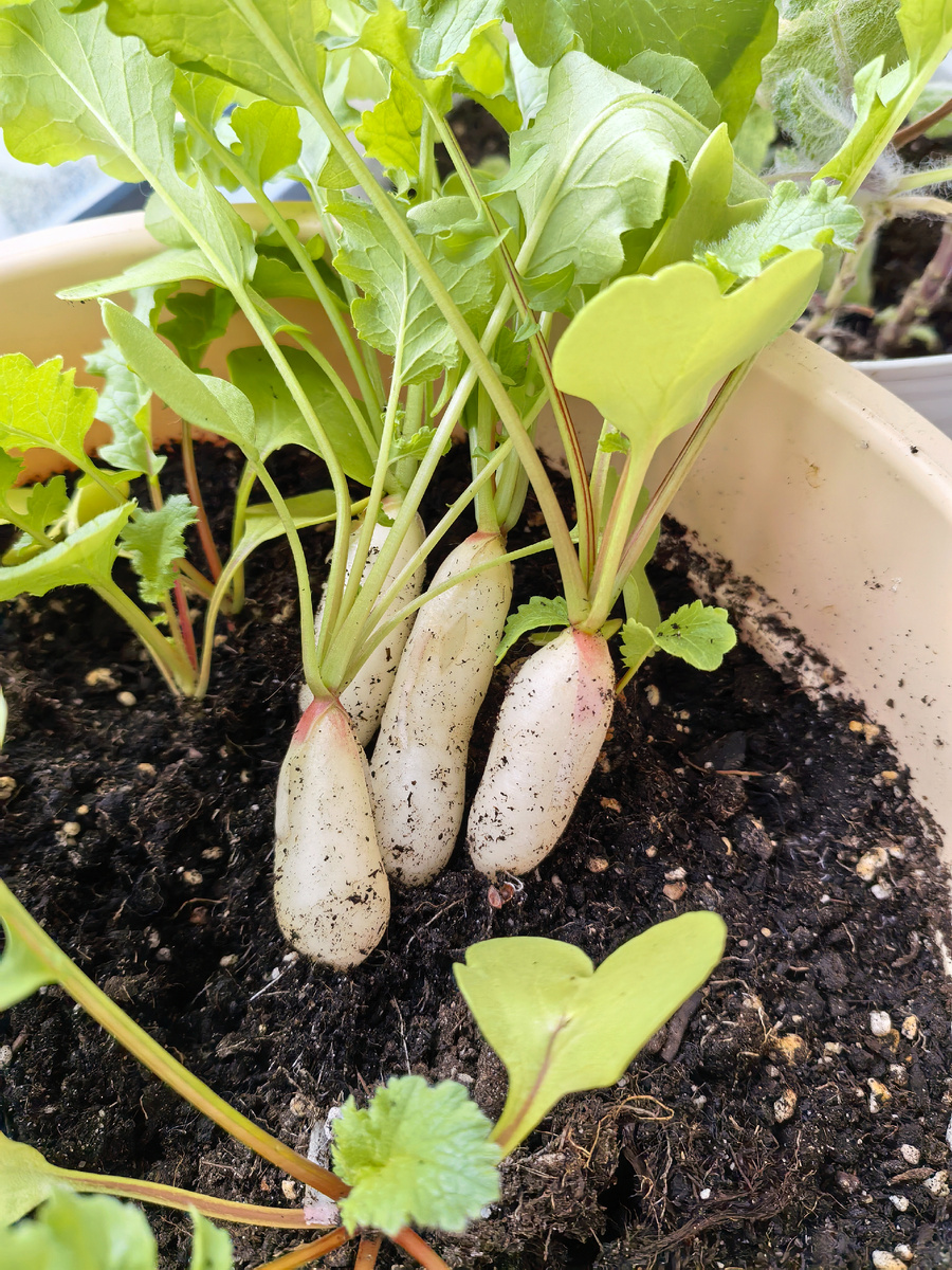 "Леда" поспела в контейнере на лоджии