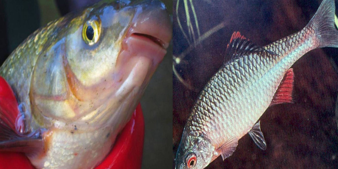 Самые невкусные рыбы наших водоёмов: если поймал — лучше отпусти