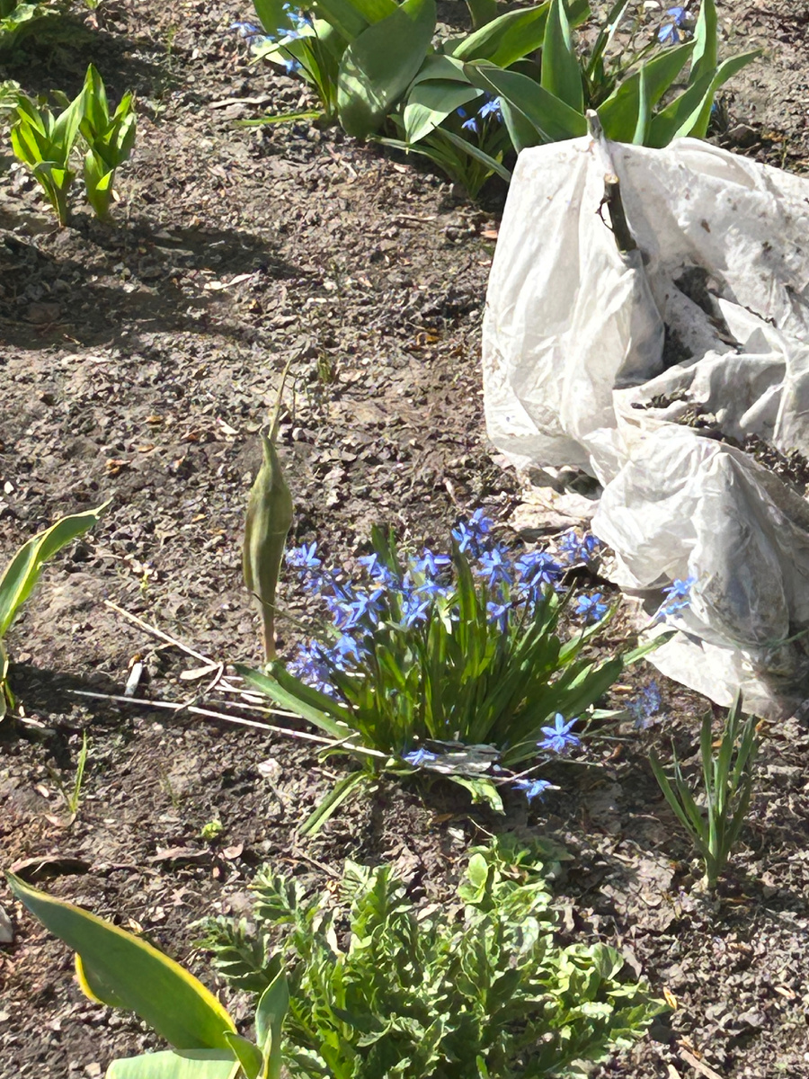 А до похолодания уже успели расцвести первые цветы
