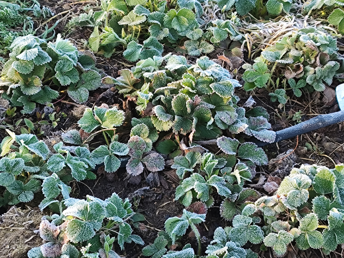 Хорошо, что клубника еще не цветет