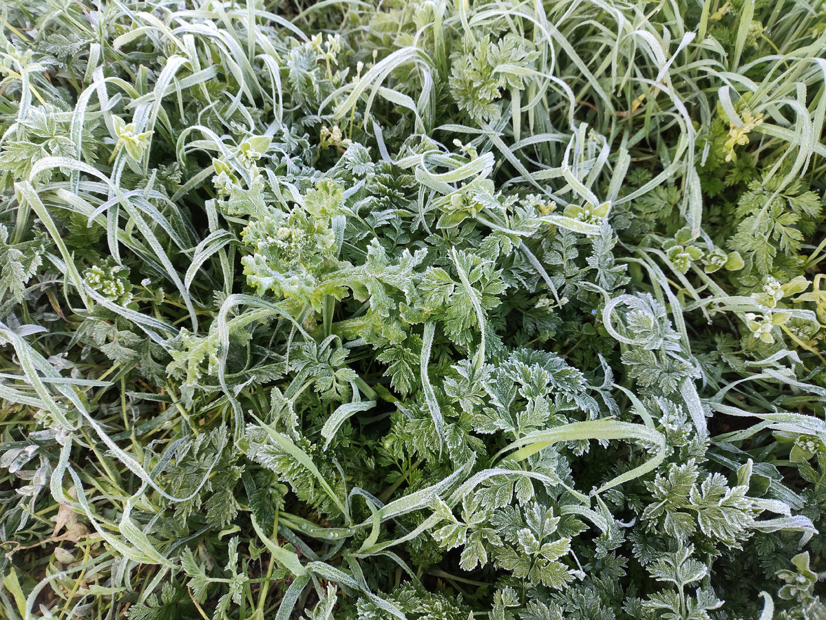 Все хрустит