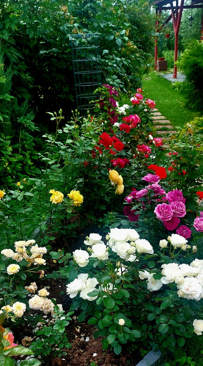 Флорибунды.