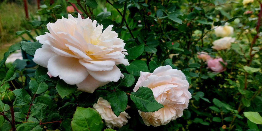 "Розовые бусы". Вопросы-ответы про розы. 13 апреля 2026 года