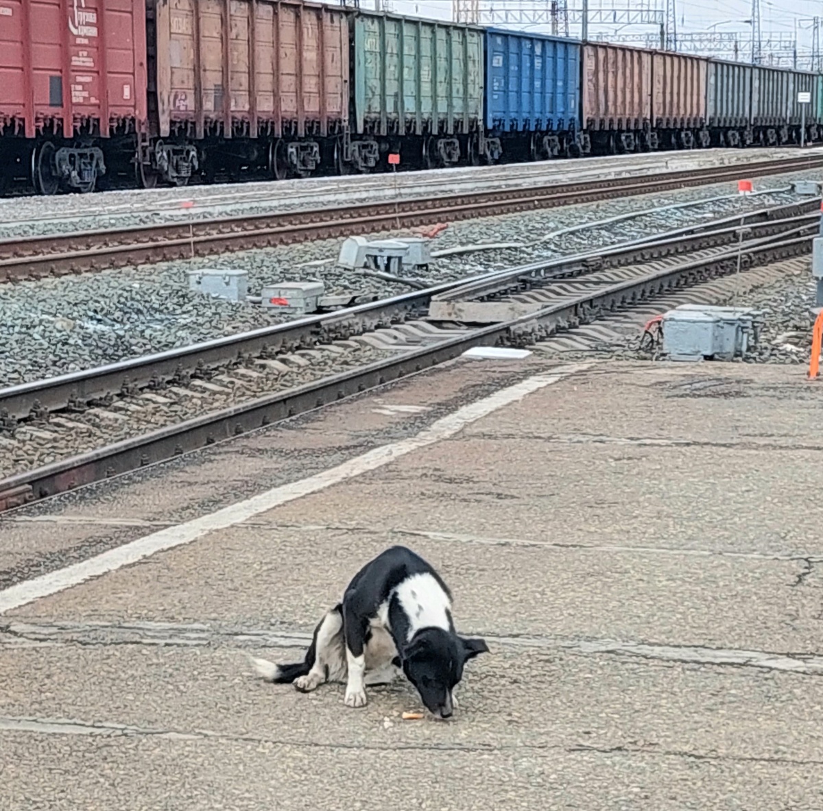 Милая собака. 