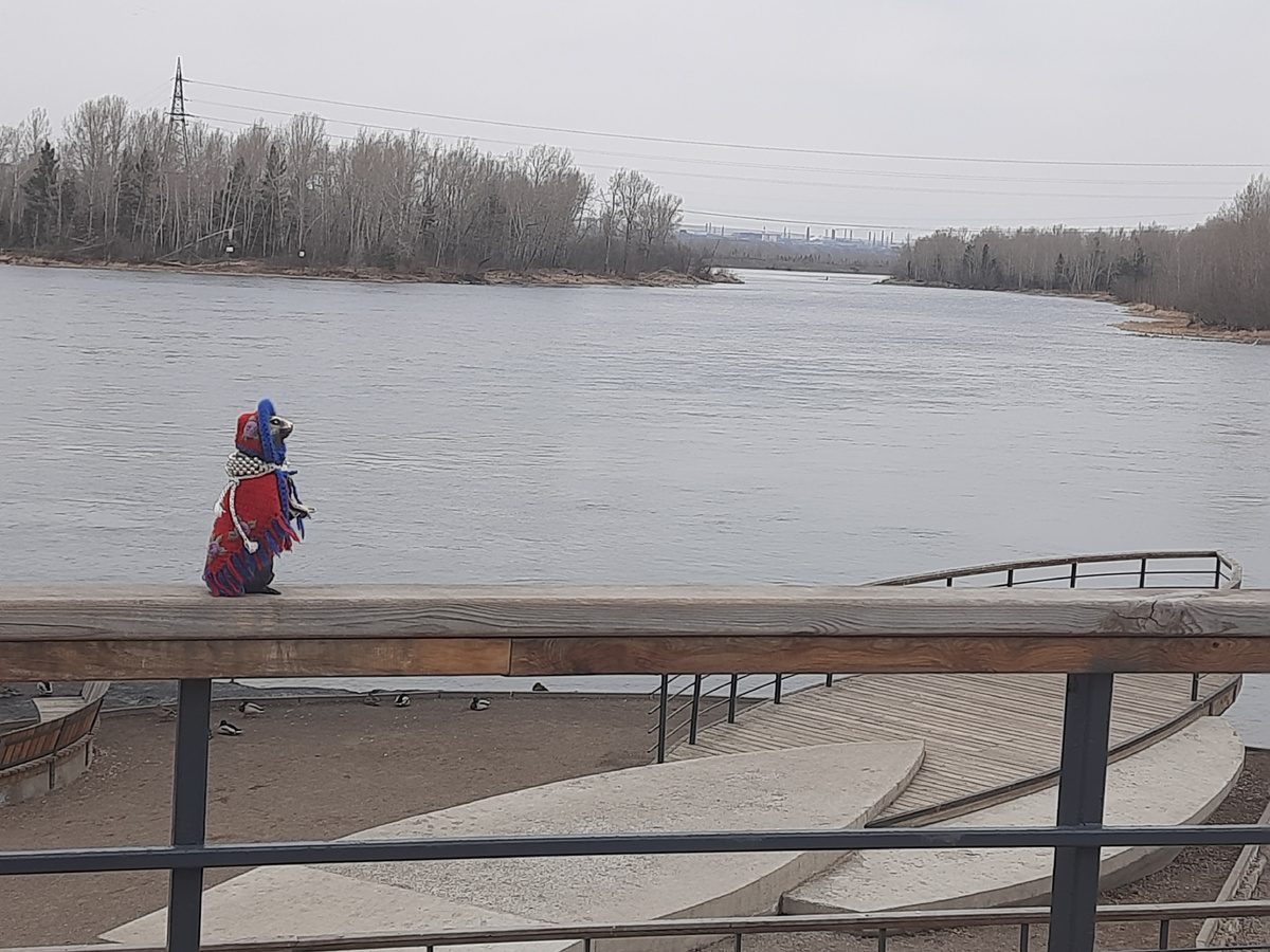 Бронзовый суслик