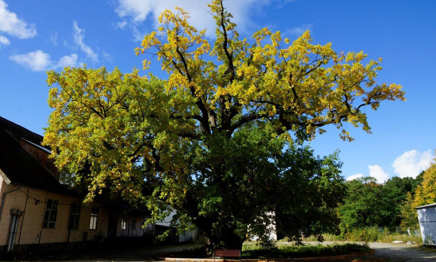 В Ладушкине в ведение округа передали территорию с 800-летним дубом
